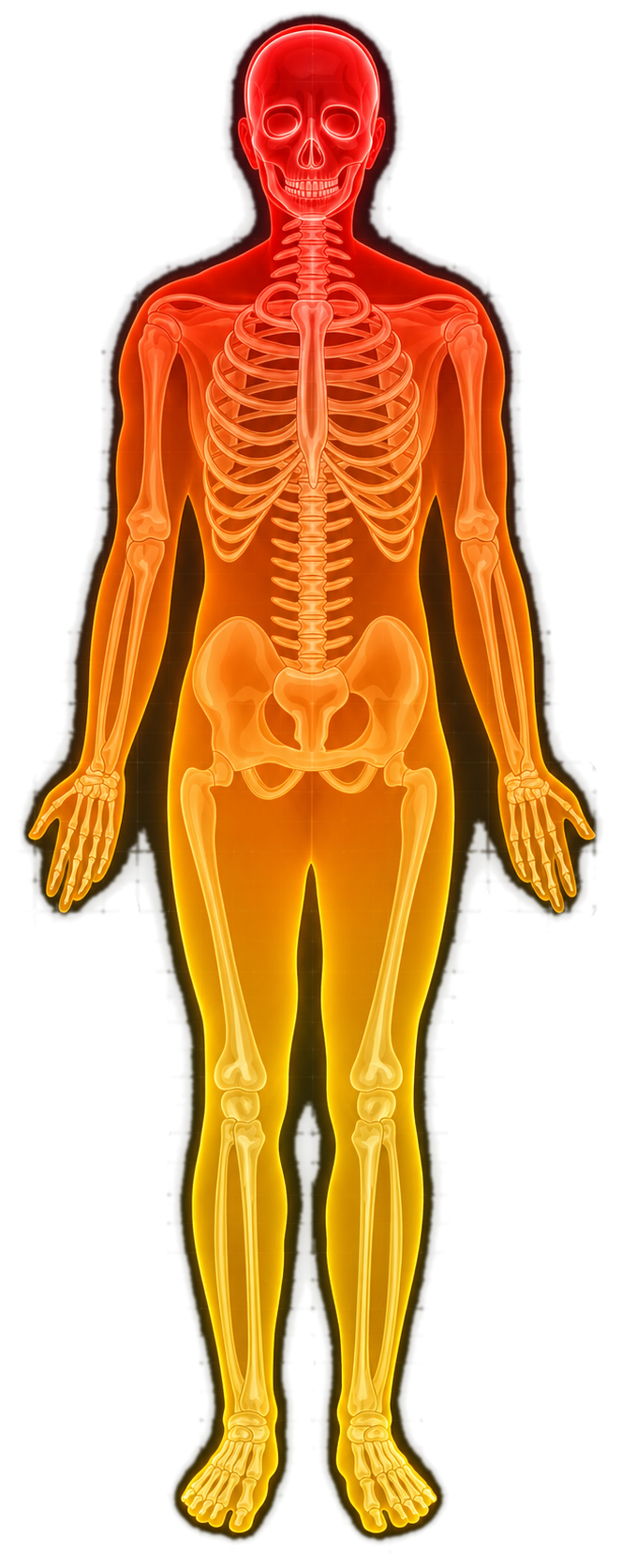 Cuerpo X-Ray con esqueleto